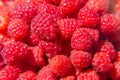 Lots of ripe raspberries. Bright crimson berries. Harvest Royalty Free Stock Photo