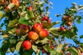 Lots of ripe red delicious apples on branch, close up Royalty Free Stock Photo