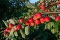 Lots of ripe red delicious apples on branch, close up Royalty Free Stock Photo