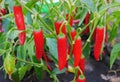 Lots of ripe red hot chili peppers grow in the garden bed. Close-up Royalty Free Stock Photo