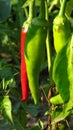 Lots of ripe red hot chili peppers grow in the garden bed. Close-up Royalty Free Stock Photo