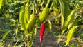 Lots of ripe red hot chili peppers grow in the garden bed. Close-up Royalty Free Stock Photo