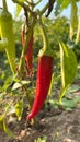 Lots of ripe red hot chili peppers grow in the garden bed. Close-up Royalty Free Stock Photo