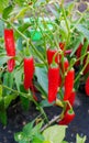 Lots of ripe red hot chili peppers grow in the garden bed. Close-up Royalty Free Stock Photo