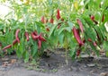 Lots of ripe red hot chili peppers grow in the garden bed Royalty Free Stock Photo