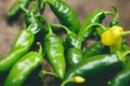 Lots of ripened bright green jalapeno peppers for spicy Mexican dishes Royalty Free Stock Photo