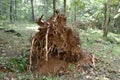lots root of falling dead tree in forest