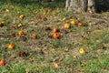 Lots of rotten apples lying on the grass under the tree, a waste of food. Royalty Free Stock Photo