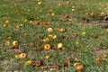 Lots of rotten apples lying on the grass under the tree, a waste of food. Royalty Free Stock Photo