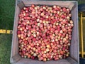 Lots of royal gala apples sitting in picking bin Royalty Free Stock Photo