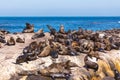 Lots of seals on a Hout Bay seal island in Cape Town Royalty Free Stock Photo