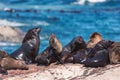 Lots of seals on a Hout Bay seal island in Cape Town Royalty Free Stock Photo