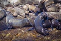 Lots of seals on a Hout Bay seal island in Cape Town Royalty Free Stock Photo