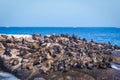 Lots of seals on a Hout Bay seal island in Cape Town Royalty Free Stock Photo