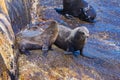 Lots of seals on a Hout Bay seal island in Cape Town Royalty Free Stock Photo