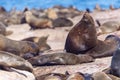 Lots of seals on a Hout Bay seal island in Cape Town Royalty Free Stock Photo