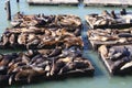 Lots of seals lying in a pile at San Francisco harbor Pier 39