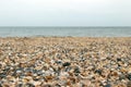 Lots of seashells on the beach selective focus. Close-up Royalty Free Stock Photo