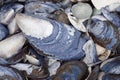 Lots of Seashells, close up