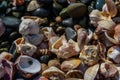 Close-up of seashells on wet sand at the water's edge 3 Royalty Free Stock Photo