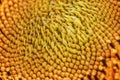 Lots of seeds in a sunflower head Royalty Free Stock Photo