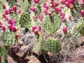 Prickley pear cactus and red fruit Royalty Free Stock Photo