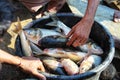 lots of silver carp fish in a basket ready for fish transportation and sale Royalty Free Stock Photo