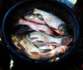 lots of silver carp fish in a basket ready for fish transportation and sale Royalty Free Stock Photo