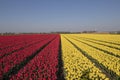 Lots of single tulip flowers on a blue sky Royalty Free Stock Photo