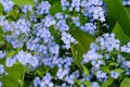 Lots of small blue forest forget-me-not flowers in flowerbed.Uncultivated Royalty Free Stock Photo