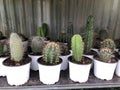 Lots of small cactus plants Royalty Free Stock Photo