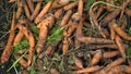 Lots of small carrots lying on the ground. Top view carrot background