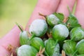 Lots of small gooseberry berries on palm with Powdery mildew fungi. Harvest damaged