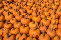 Lots of small pumpkins together Royalty Free Stock Photo