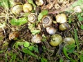 Lots of small snails on the compost heap between the leftovers of lettuce and food . snail feast . Many pests in the garden Royalty Free Stock Photo