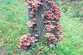 Lots of small toadstools growing on the bark of a big tree Royalty Free Stock Photo