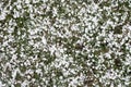 Lots of small white balls of ice on the green grass. After the hail Royalty Free Stock Photo