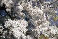 Lots of small white flowers of cherry tree. Blooming tree in spring Royalty Free Stock Photo