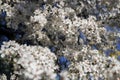 Lots of small white flowers of cherry tree. Blooming tree in spring Royalty Free Stock Photo