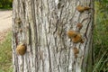 Lots of small yellow chaga mushrooms on a thick living tree. Medicinal mushrooms.