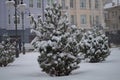 Lots of snow in the trees.