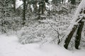 Lots of snow in the winter forest