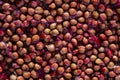 Lots of sour cherry pits as a background closeup. Texture of dried cherry kernels. Top view