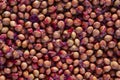 Lots of sour cherry pits as a background closeup. Texture of dried cherry kernels. Top view