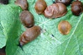 Lots of Spanish slug arion vulgaris on the green leaves in the garden. Closeup of garden slug arion rufus. Royalty Free Stock Photo