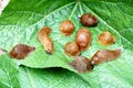 Lots of Spanish slug arion vulgaris on the green leaves in the garden. Closeup of garden slug arion rufus. Royalty Free Stock Photo