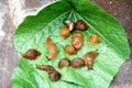 Lots of Spanish slug arion vulgaris on the green leaves in the garden. Closeup of garden slug arion rufus. Royalty Free Stock Photo