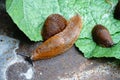 Lots of Spanish slug arion vulgaris on the green leaves in the garden. Closeup of garden slug arion rufus. Royalty Free Stock Photo