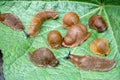 Lots of Spanish slug arion vulgaris on the green leaves in the garden. Closeup of garden slug arion rufus. Royalty Free Stock Photo