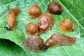 Lots of Spanish slug arion vulgaris on the green leaves in the garden. Closeup of garden slug arion rufus. Royalty Free Stock Photo